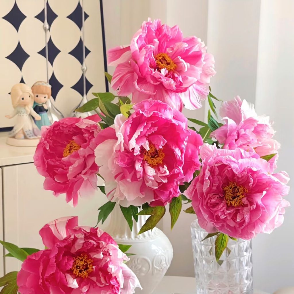 pink peonies​-26-Shima Nishiki Tree Peony