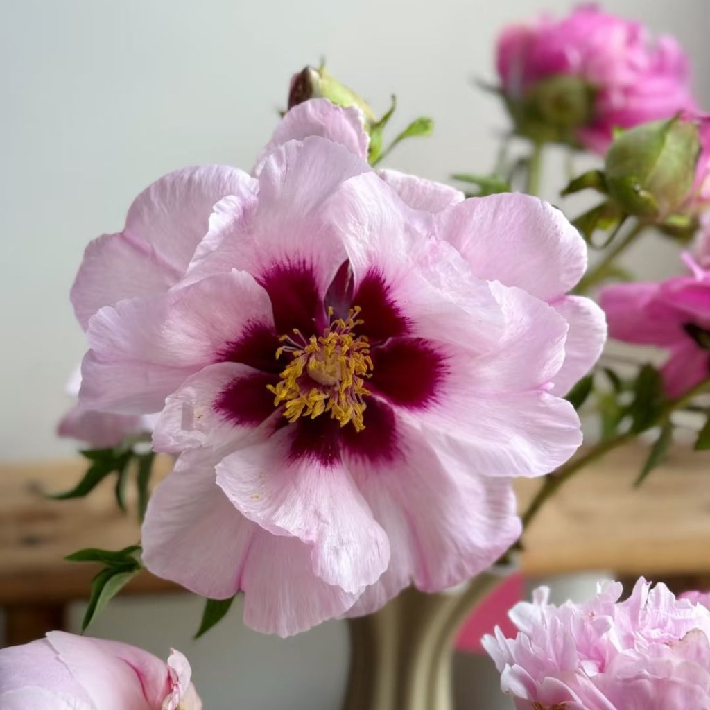 pink peonies​-28-Rock's Peony