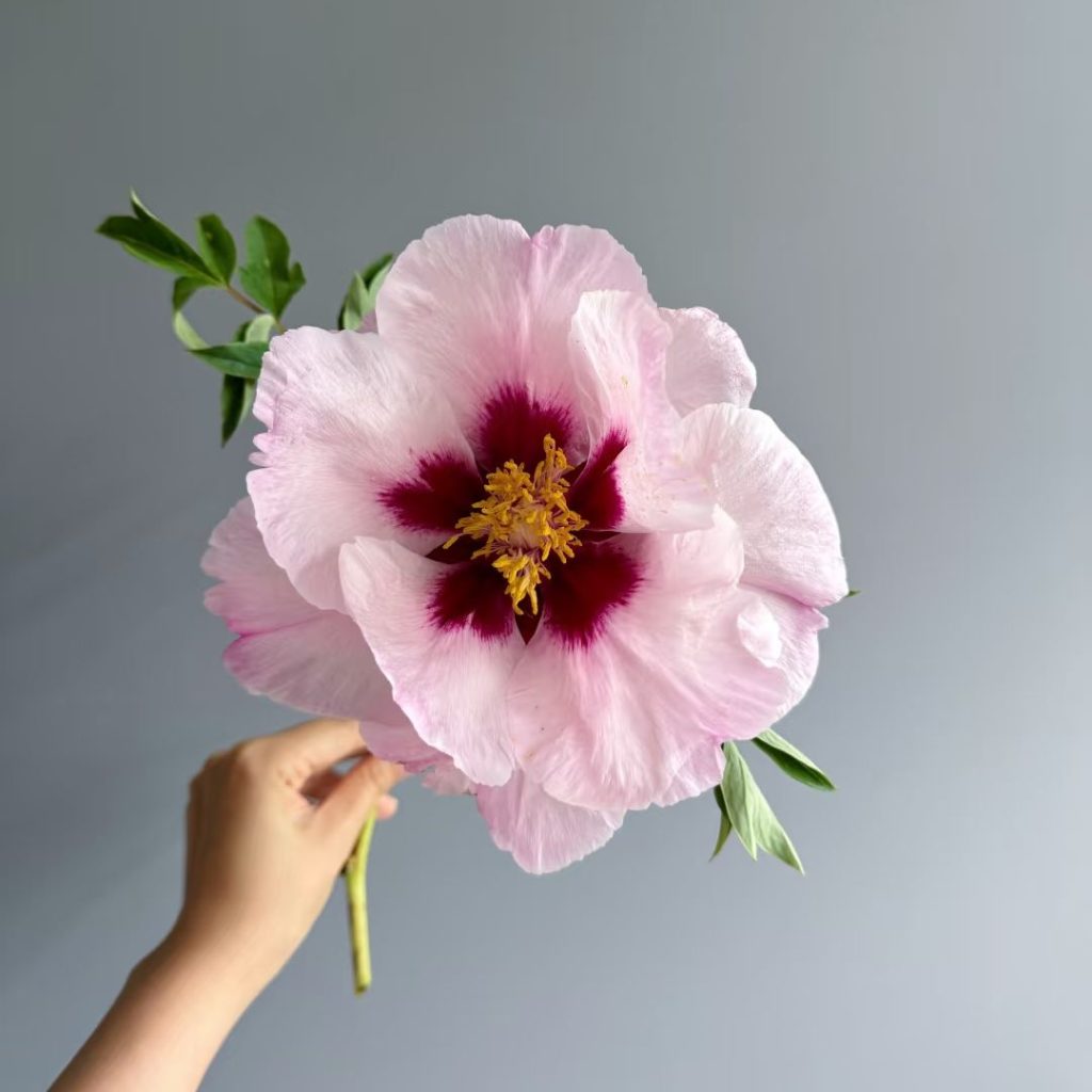 pink peonies​-29-Rock's Peony