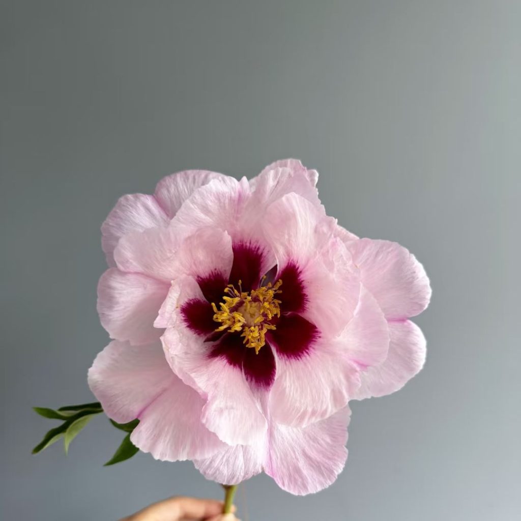 pink peonies​-30-Purple Speckled Peony