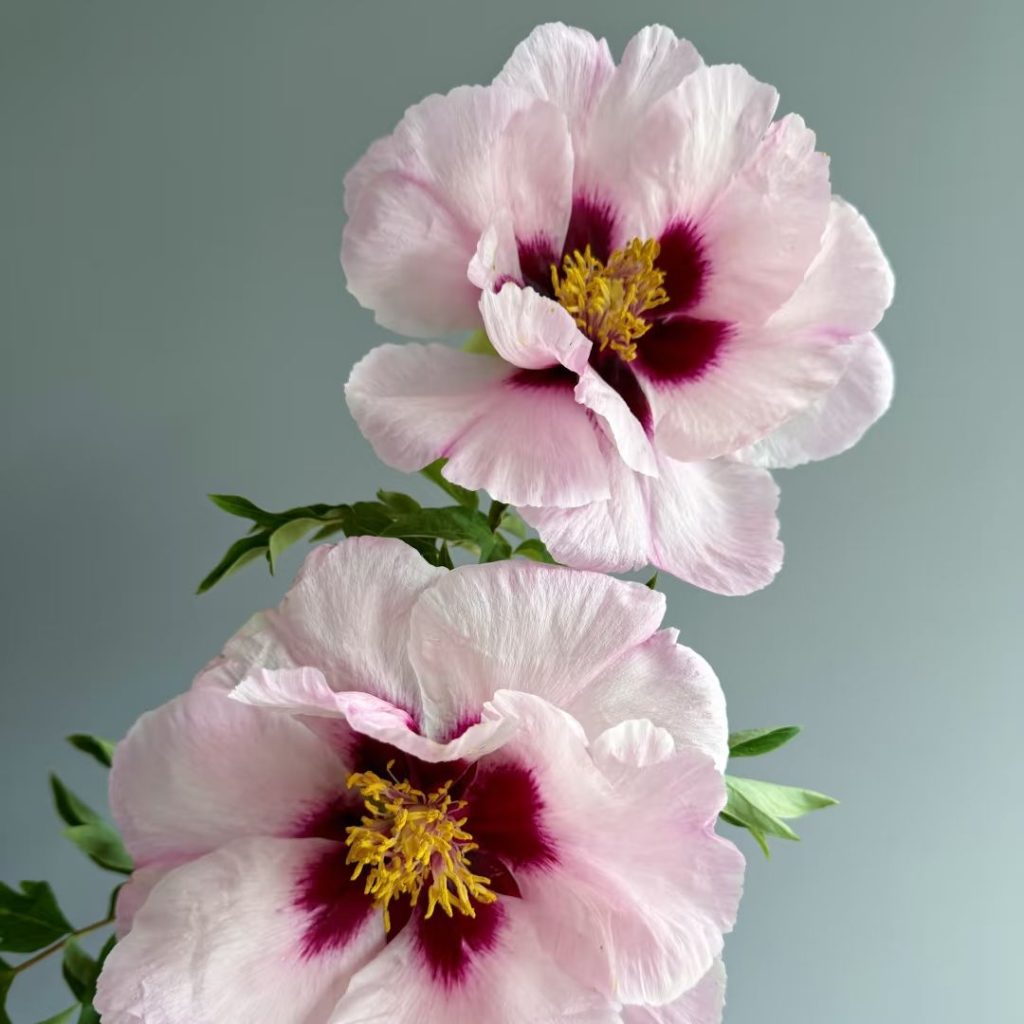 pink peonies​-31-Purple Speckled Peony