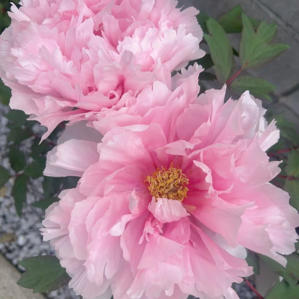 pink peonies​
