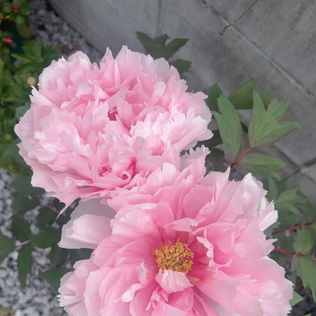 pink peonies​