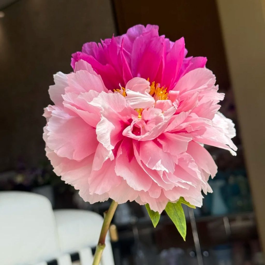 pink peonies​-35-Erqiao Tree Peony
