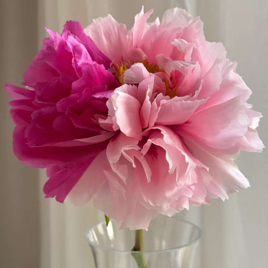 pink peonies​-36-Erqiao Tree Peony