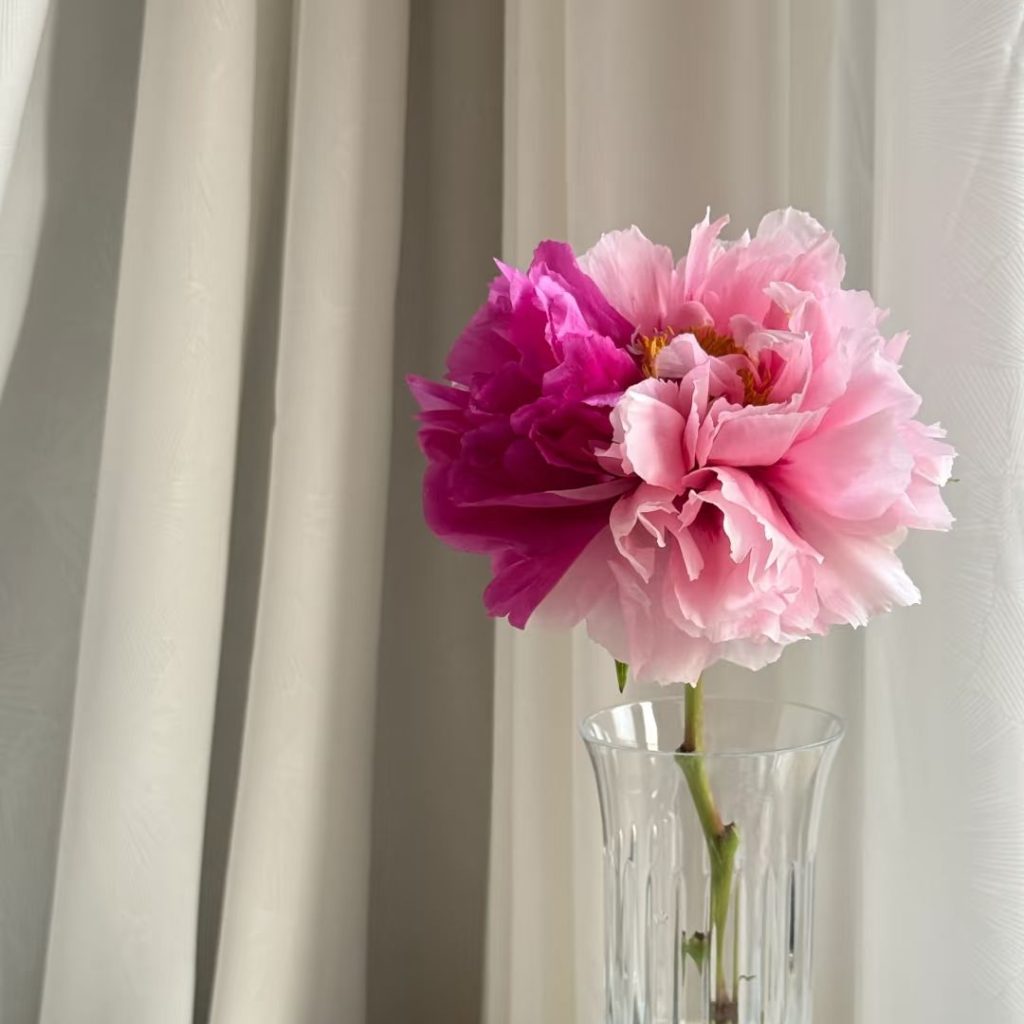 pink peonies​-36-Erqiao Tree Peony
