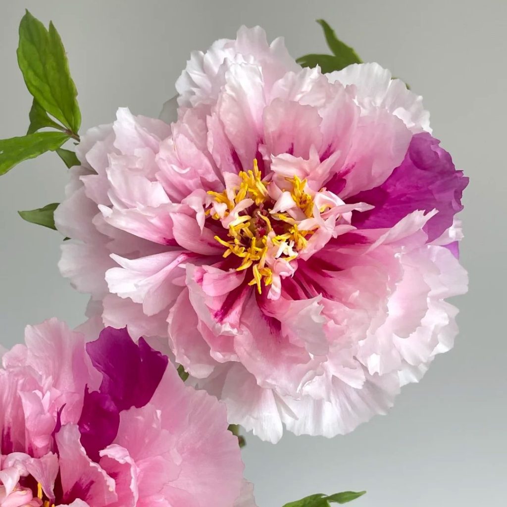 pink peonies​-38-Erqiao Tree Peony