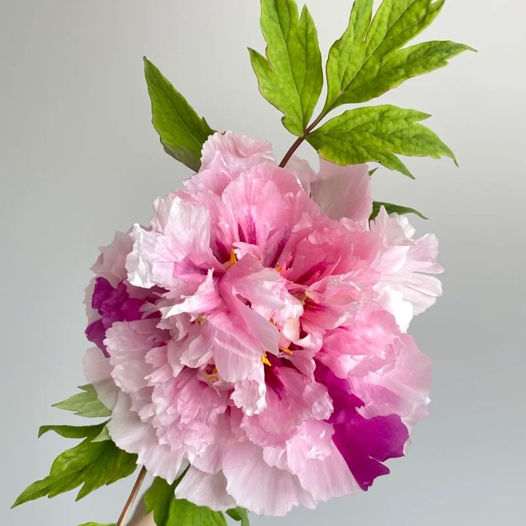 pink peonies​-39-Erqiao Tree Peony