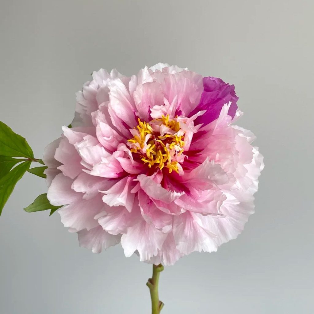 pink peonies​-40-Erqiao Tree Peony