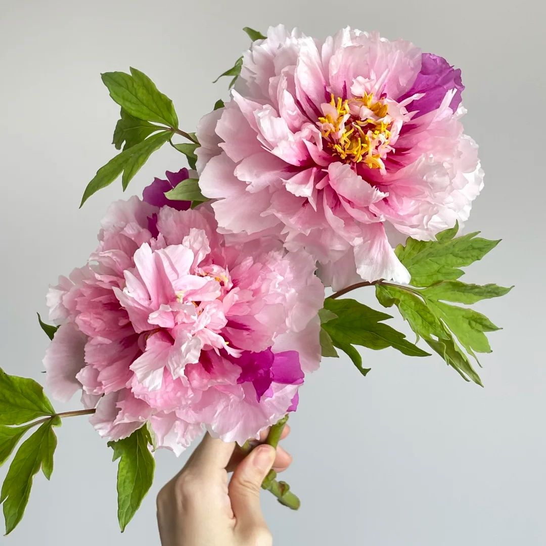pink peonies​-41-Erqiao Tree Peony