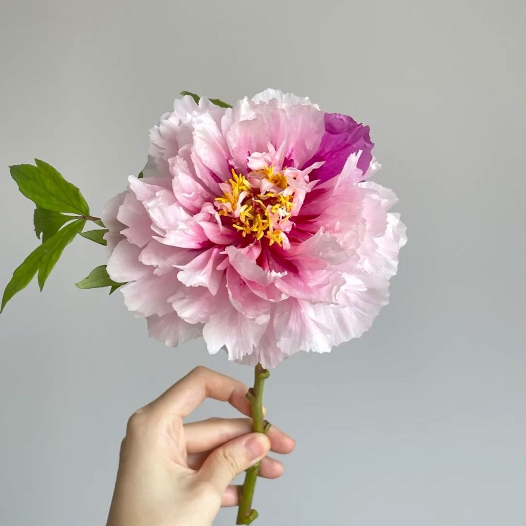 pink peonies​-41-Erqiao Tree Peony
