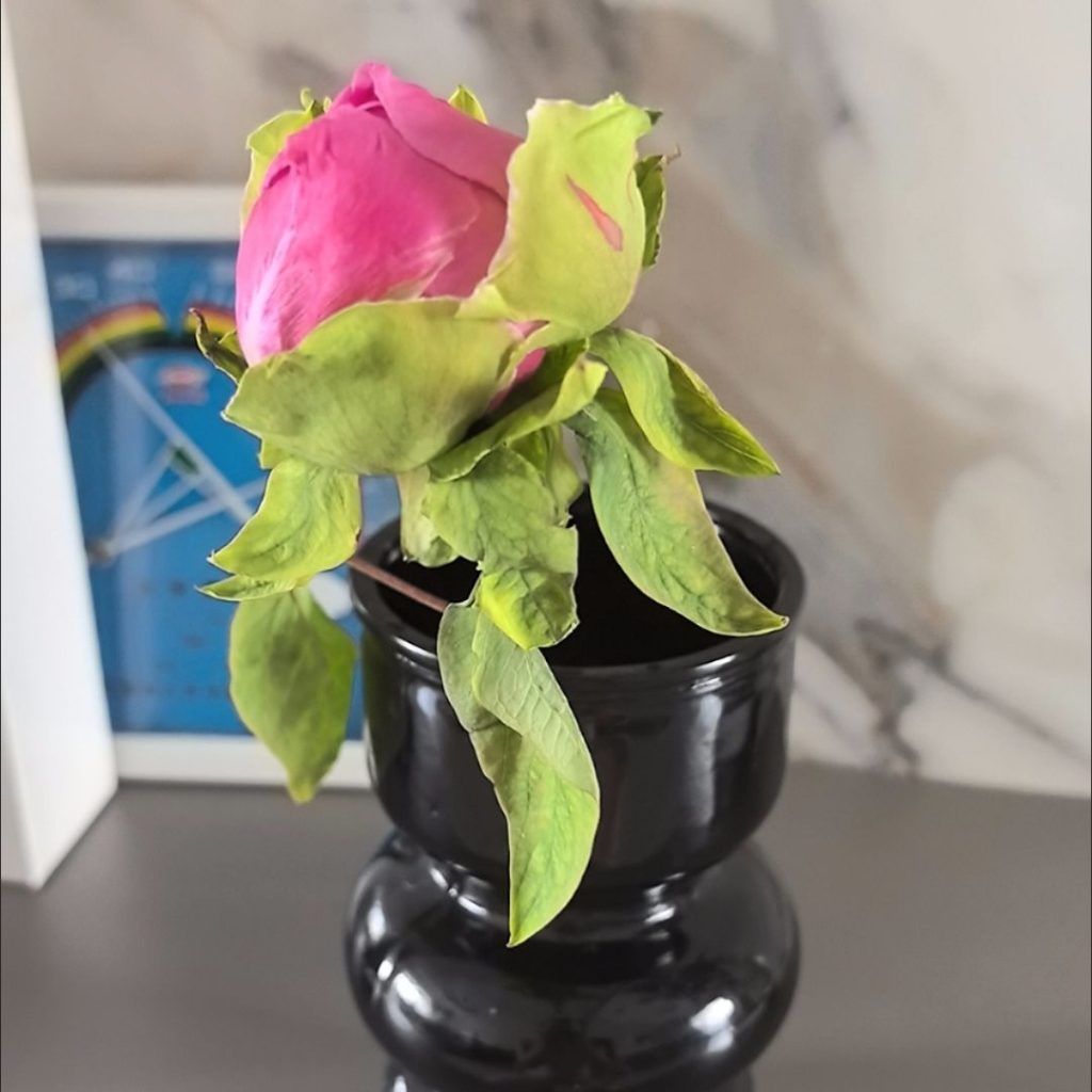 pink peonies