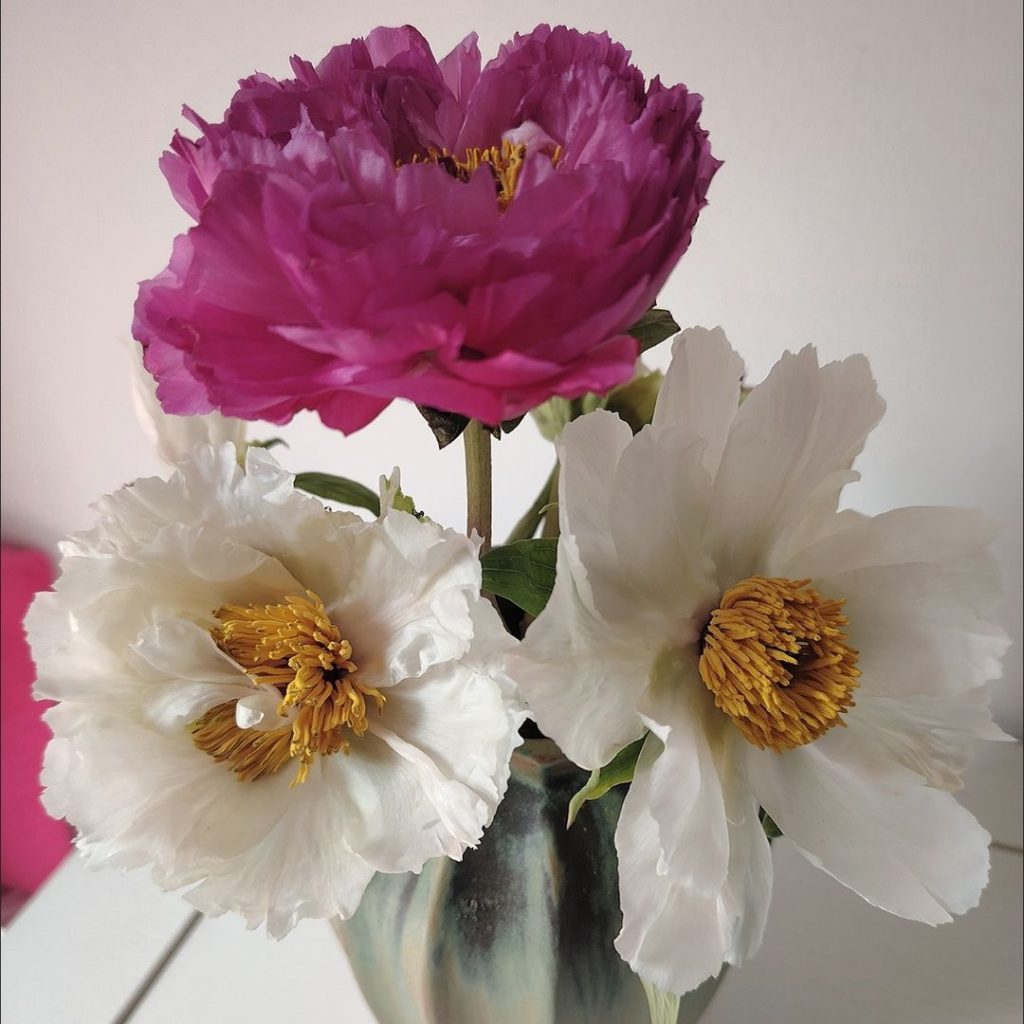pink peonies