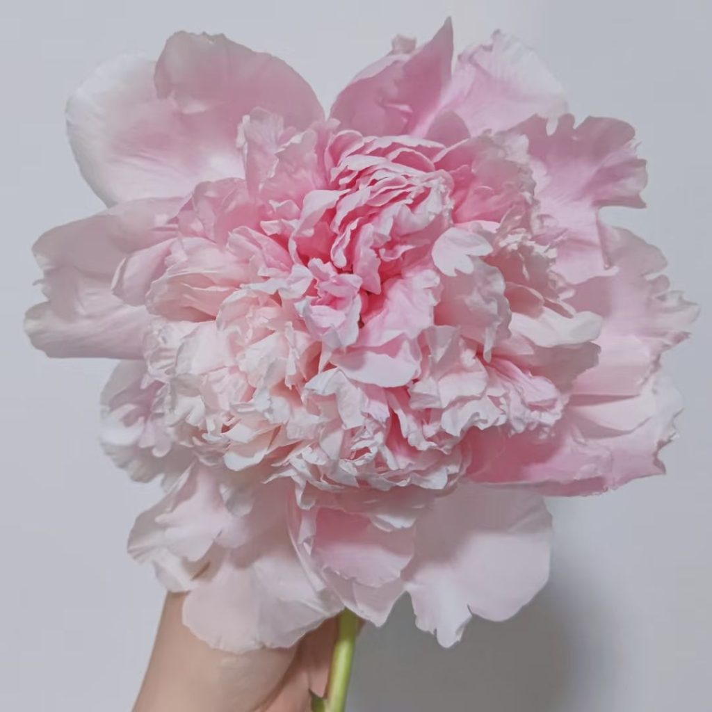 pink peonies​20-Zhaofen Tree Peony