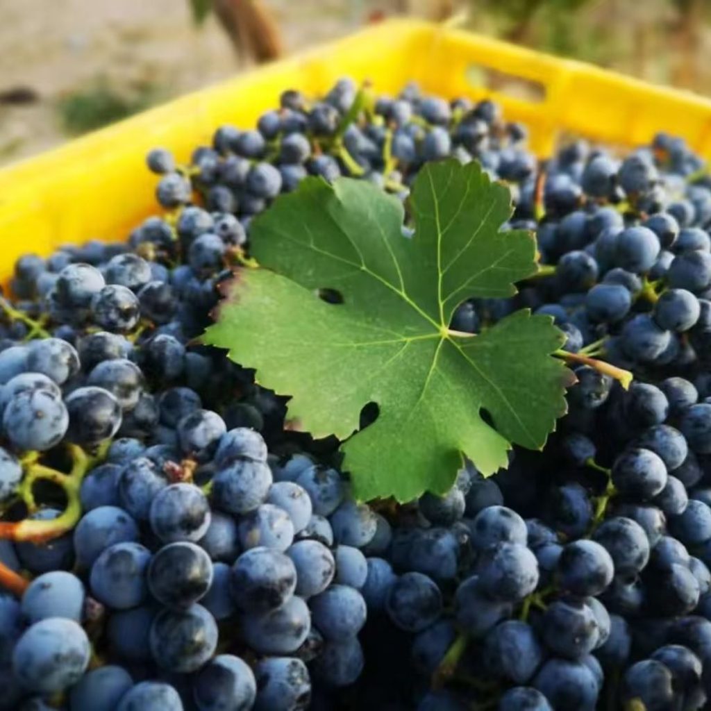purple grapes​-14-Cabernet Sauvignon