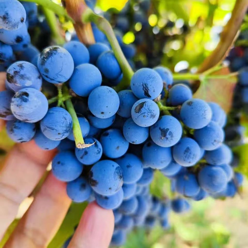 purple grapes​-15-Cabernet Sauvignon