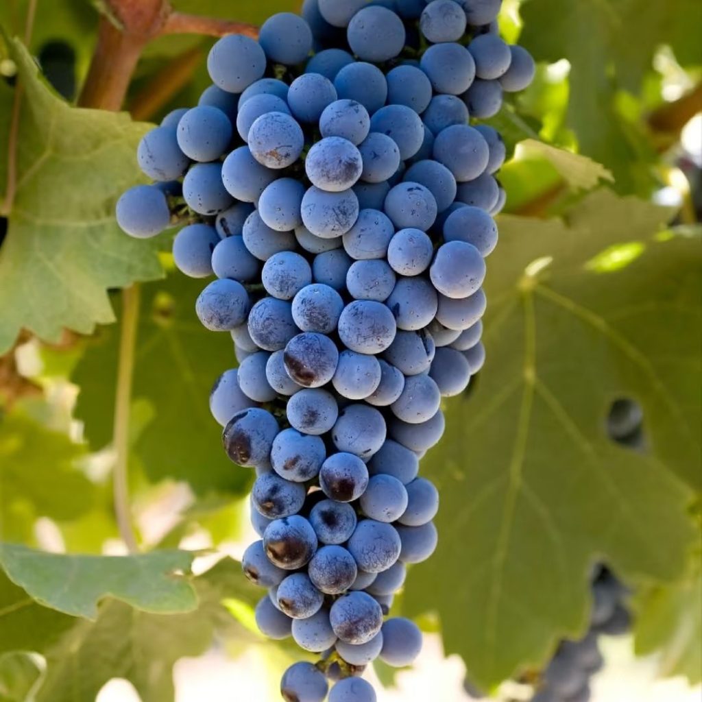 purple grapes​-16-Cabernet Sauvignon