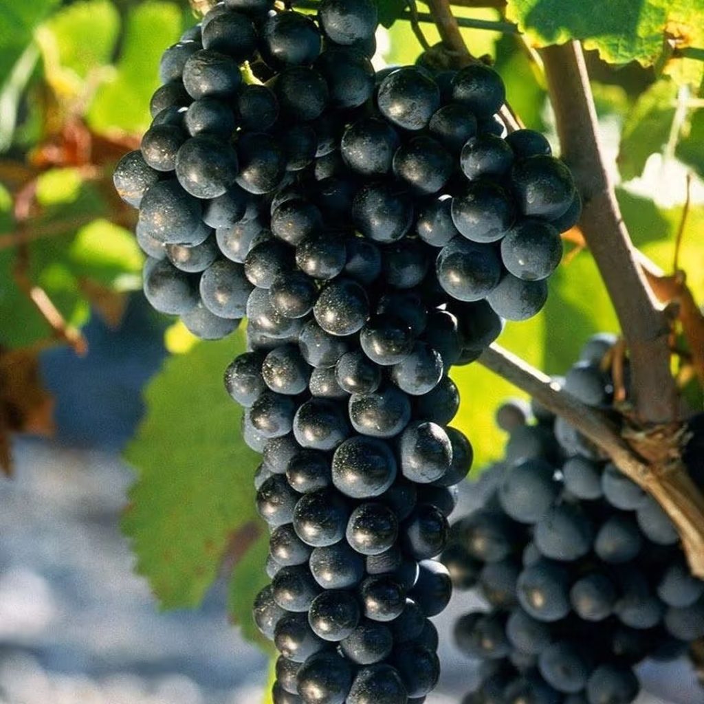 purple grapes​-17-Merlot
