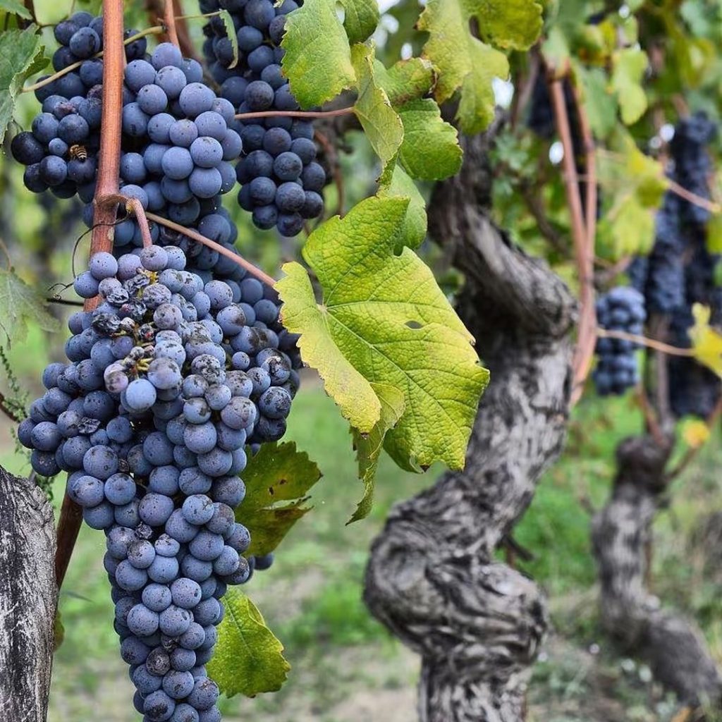 purple grapes​-18-Merlot