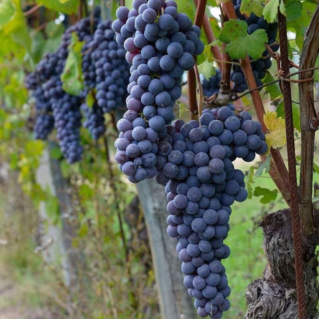 purple grapes​-19-Merlot