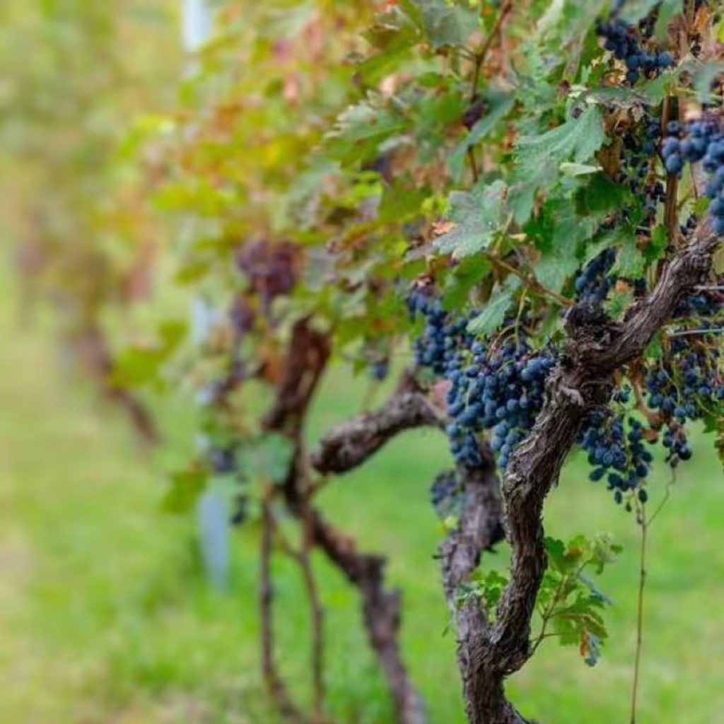 purple grapes​-20-Merlot