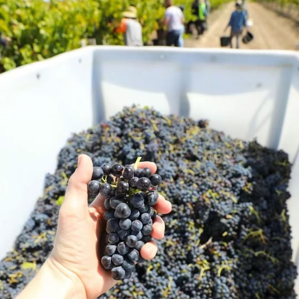 purple grapes​-21-Syrah-Shiraz
