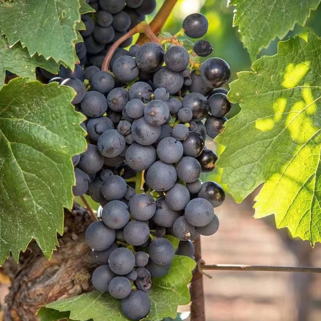 purple grapes​-24-Malbec