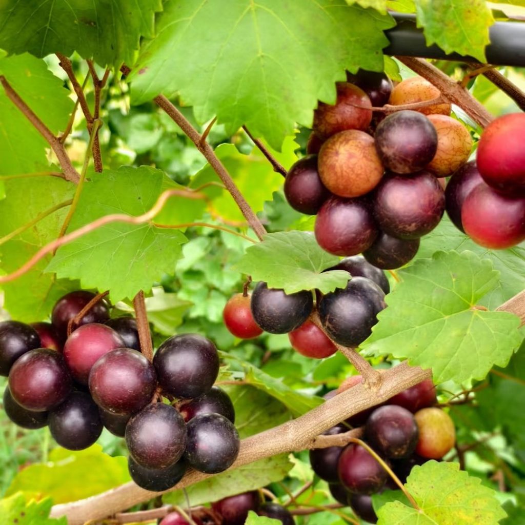 purple grapes​-25-Muscadine