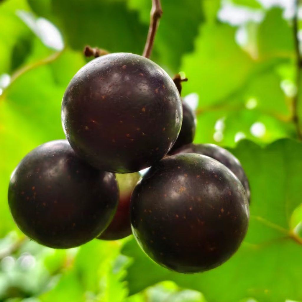 purple grapes​-26-Muscadine