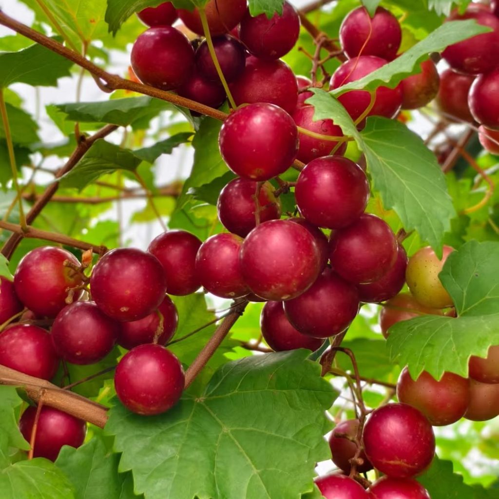 purple grapes​-27-Muscadine