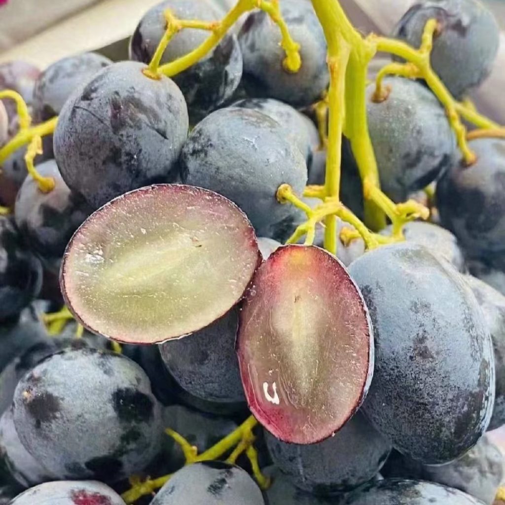 purple grapes​-29-Autumn Royal