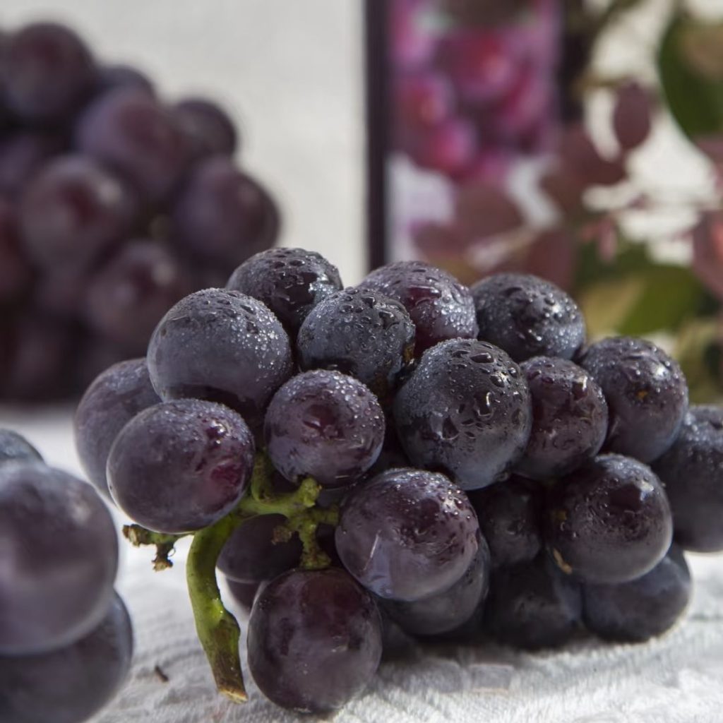 purple grapes​-3-Kyoho
