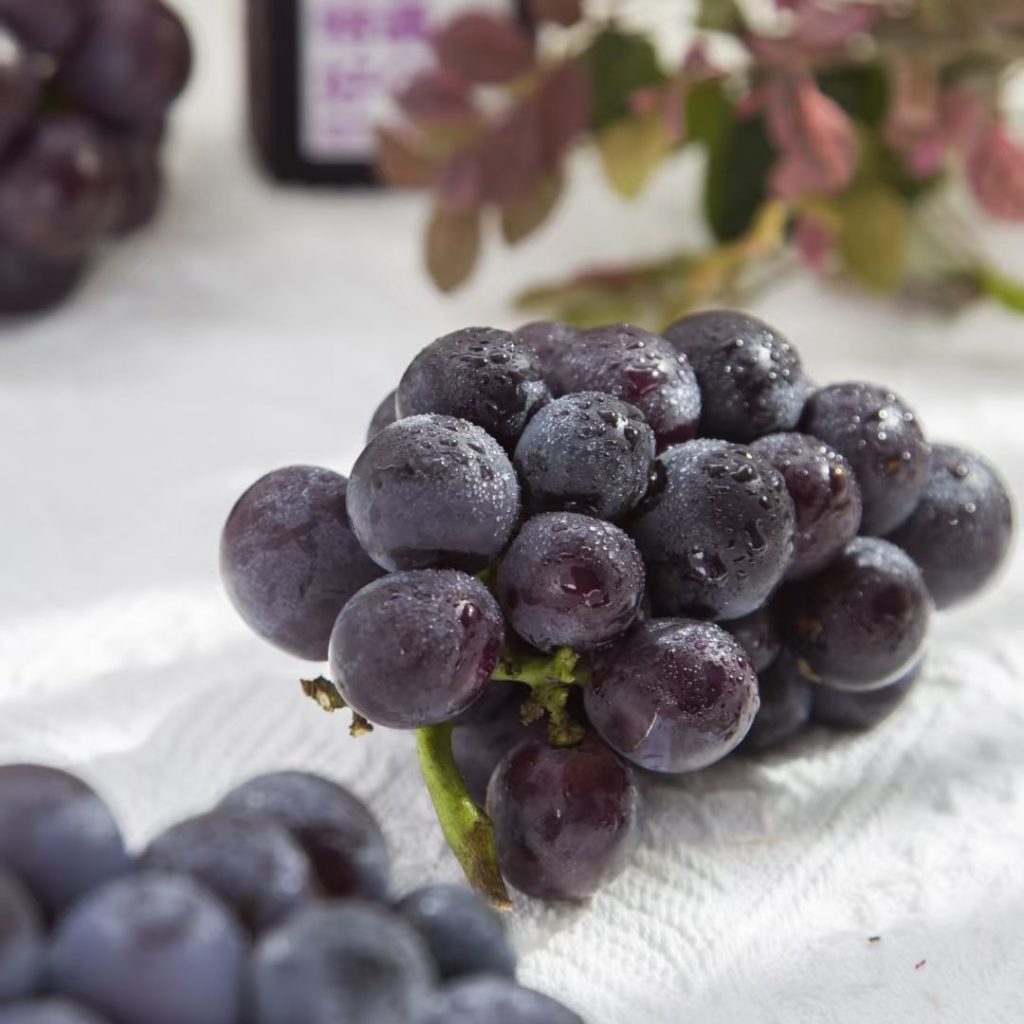 purple grapes​-4-Kyoho