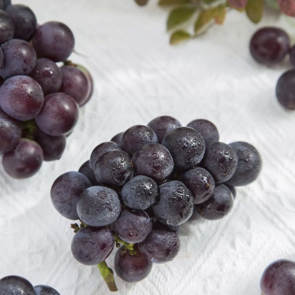purple grapes​-6-Kyoho
