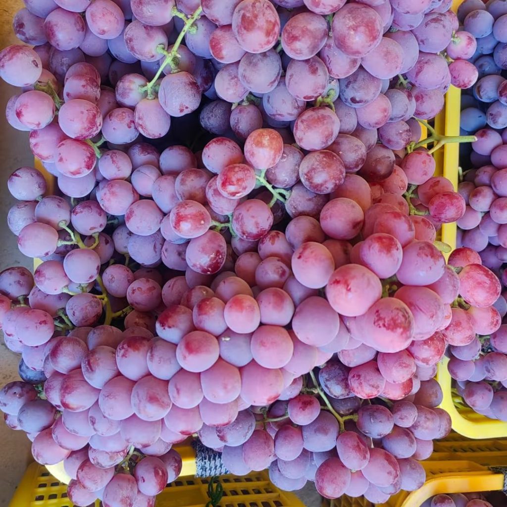 purple grapes​-7-Red Globe
