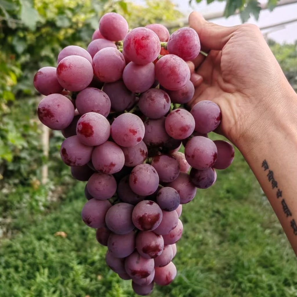 purple grapes​-9-Red Globe