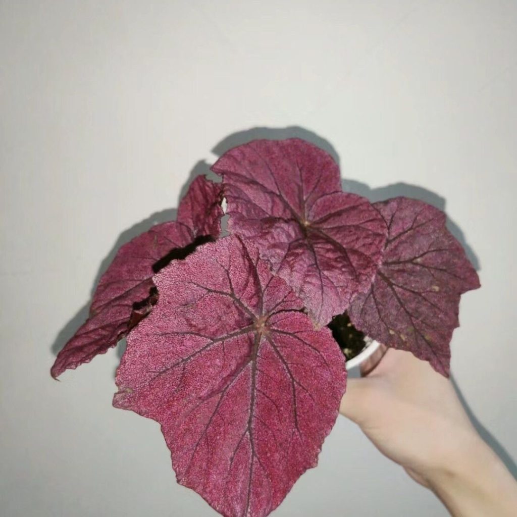 pink begonia​