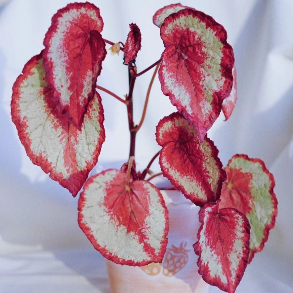 red begonia​
