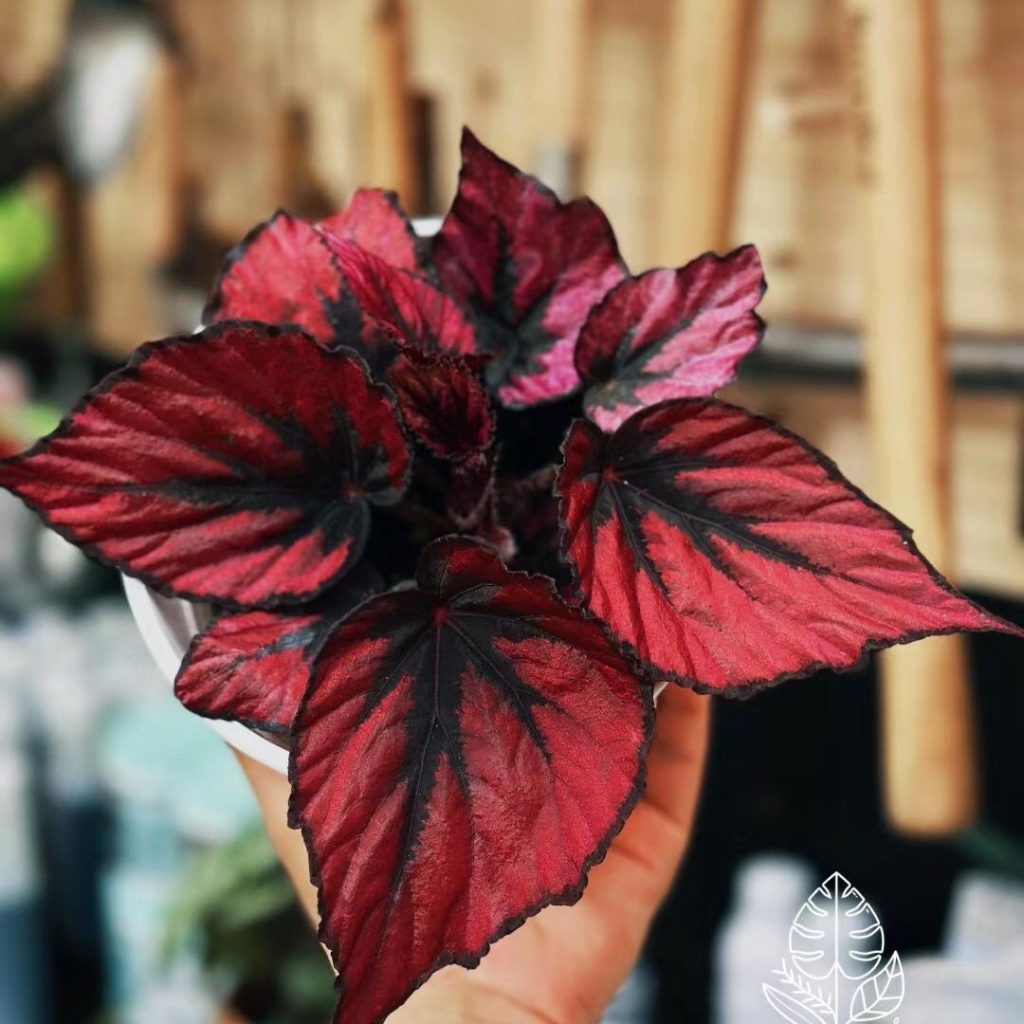 red begonia​
