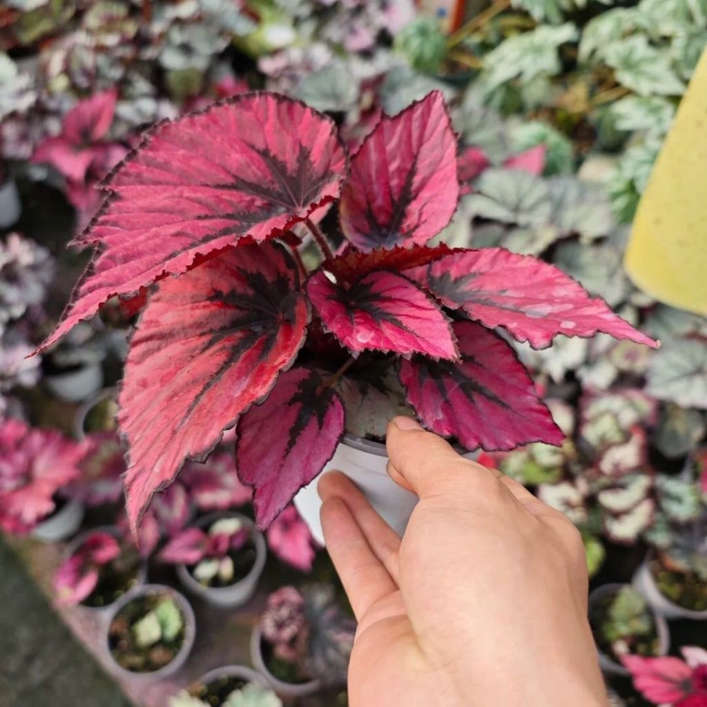 red begonia​