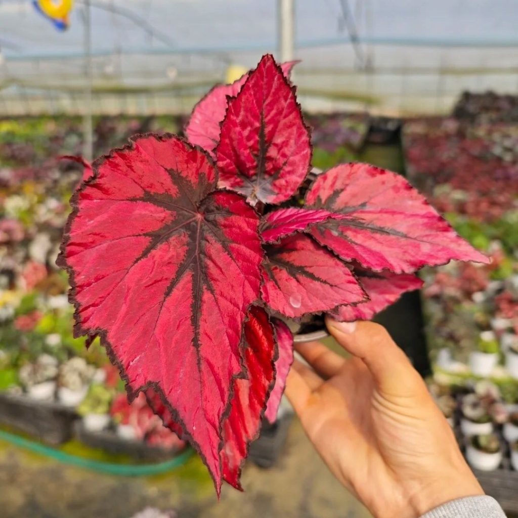 red begonia​