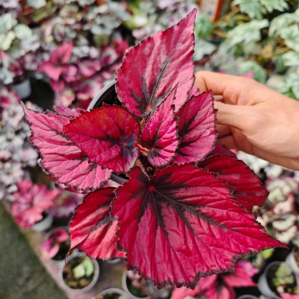 red begonia​