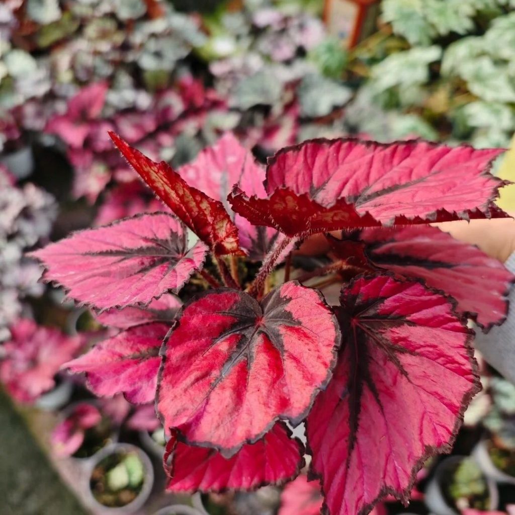 red begonia​