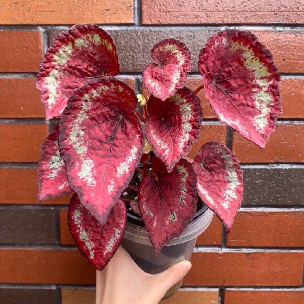 red begonia​