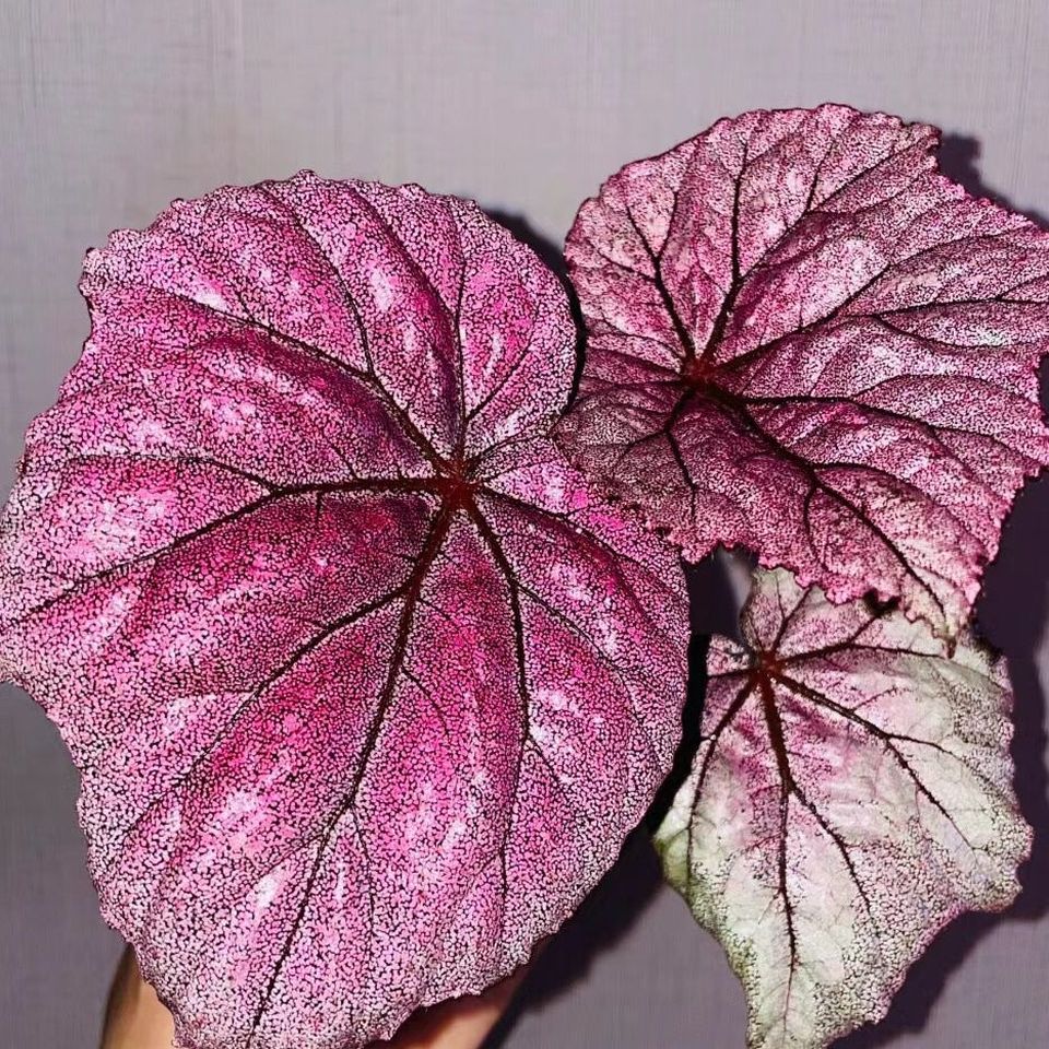pink begonia​