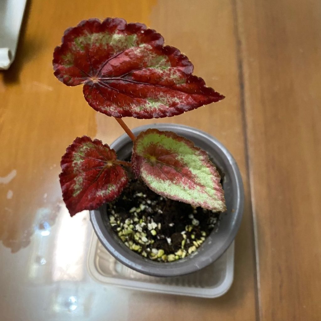 red begonia​