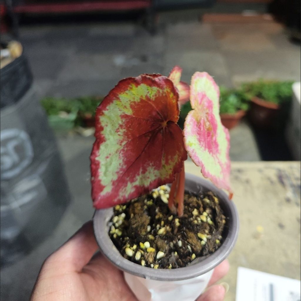 red begonia​