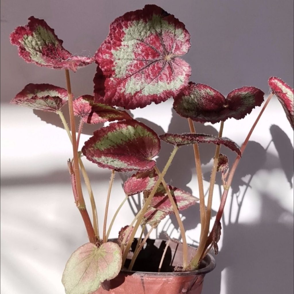 red begonia​