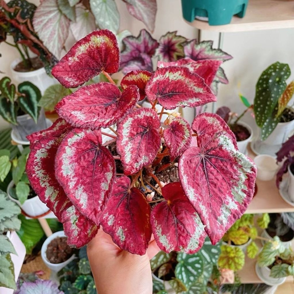 red begonia​