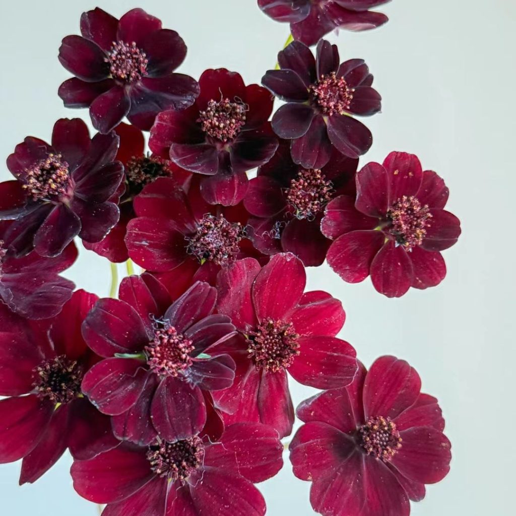 38 Stunning red flowers: A Fiery Guide to Blooms That Steal the Spotlight 14 red flower
